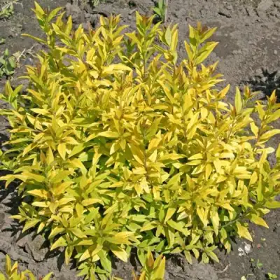 Бирючина АУРЕА обыкновенная в Гродно