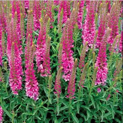 Вероника РОНИКА ФУКСИЯ в Гродно