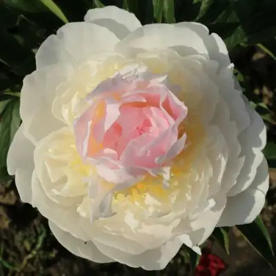 Пион БЛАШ КВИН травянистый в Гродно