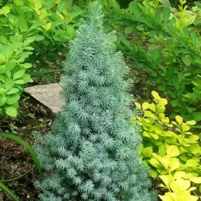 Ель КОНИКА сизая в Гродно