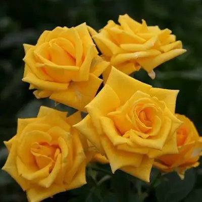 саженцы розы Шани