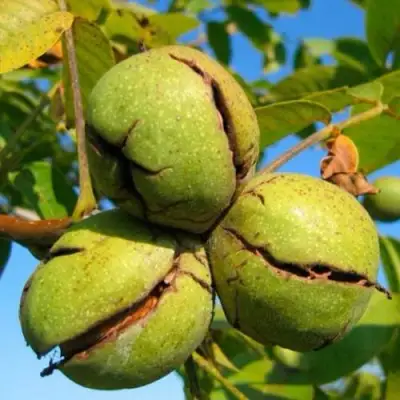 Грецкий орех ПИНСКИЙ в Гродно