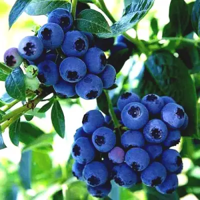 Голубика РЕКА в Гродно