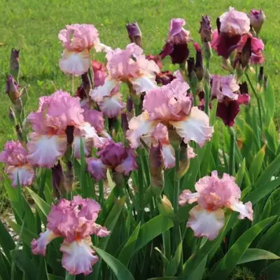 Ирис БЛАШИНГ ПИНК бородатый в Гродно