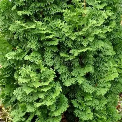 Туя СПИРАЛИС МИНИ западная в Гродно