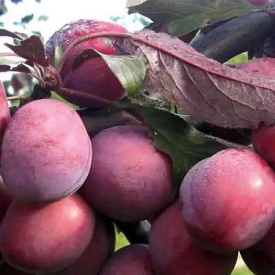 Слива ПАННА в Гродно