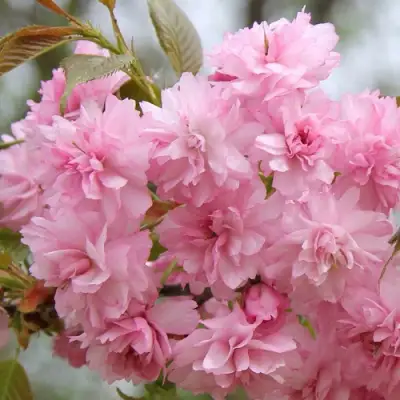 Сакура РОЗЕА ПЛЕНА в Гродно