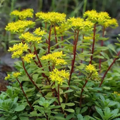 Очиток (седум) ИММЕРГРЮНХЕН в Гродно