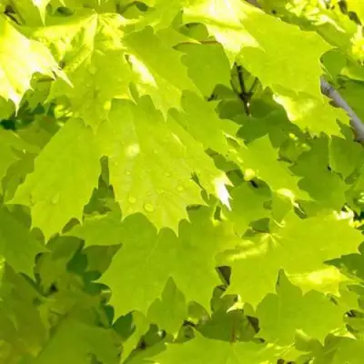 Клен ПРИНСЕТОН ГОЛД остролистный в Гродно