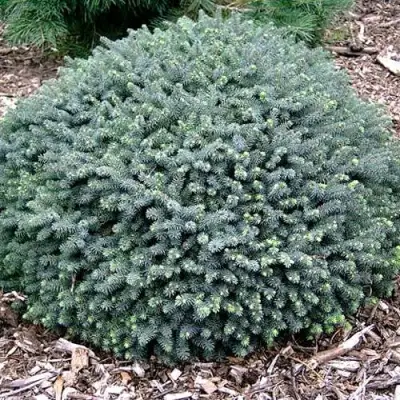 Ель ЭХИНИФОРМИС сизая в Гродно