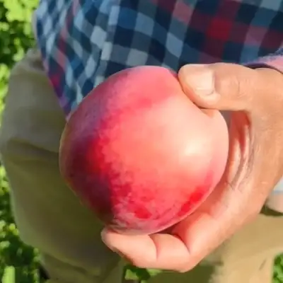 саженцы яблони Азербайджанец