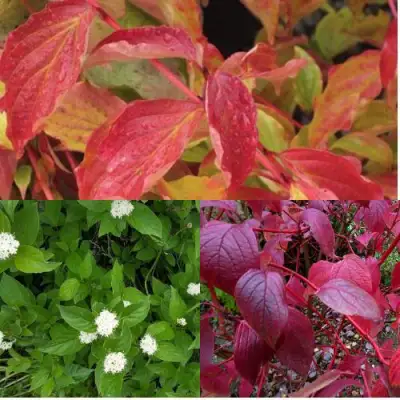 Комплект СЕВЕРНОЕ СИЯНИЕ в Гродно