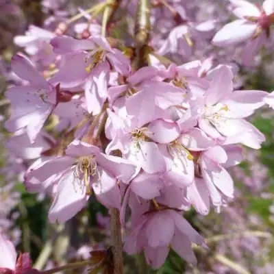 Сакура ПЕНДУЛА РУБРА в Гродно