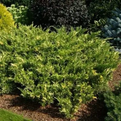 Можжевельник ВАРИЕГАТА казацкий  в Гродно