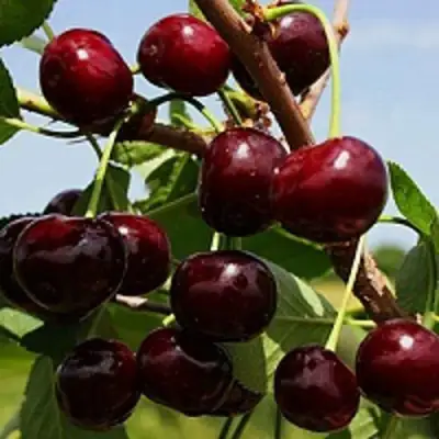 Вишня РОВЕСНИЦА в Гродно