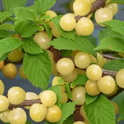 Вишня СНЕВИТ войлочная в Гродно