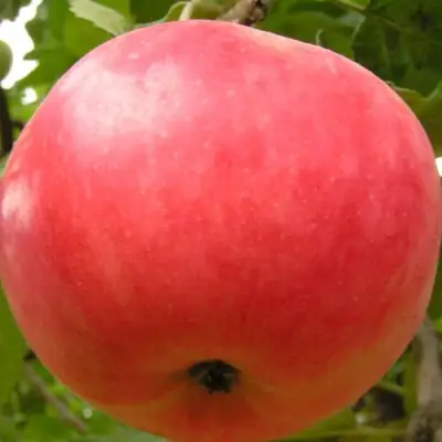 Яблоня СУЙСЛЕПСКОЕ (МАЛИНОВКА) в Гродно