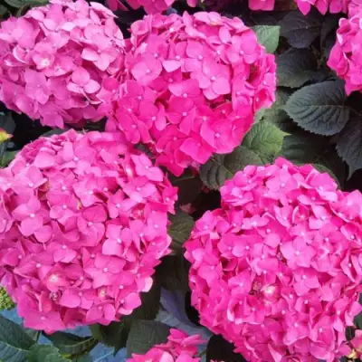 Гортензия ЭНДЛЕСС САММЕР ЛАВ крупнолистная в Гродно