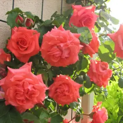 Роза ДИ ДИ БРИДЖУОТЕР плетистая в Гродно