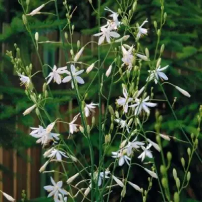 Венечник ветвистый в Гродно