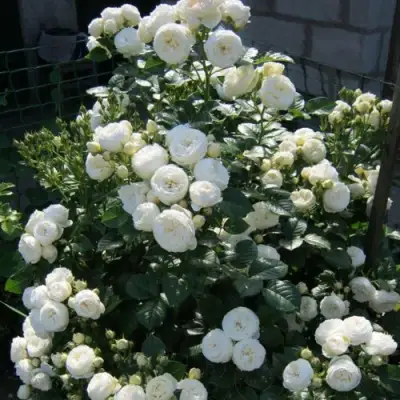 Роза АРТЕМИС шраб в Гродно