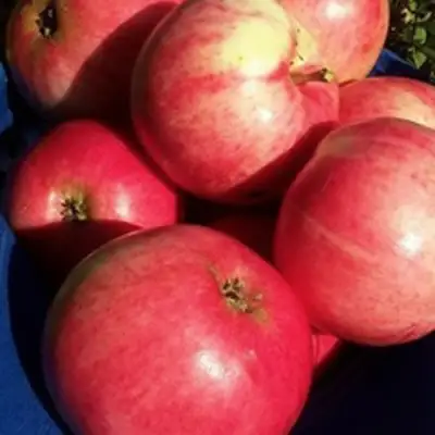 Яблоня СУЙСЛЕПСКОЕ (МАЛИНОВКА) в Гродно