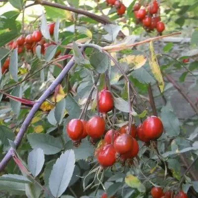 Роза сизая в Гродно