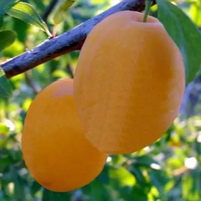 Слива НАТАША в Гродно