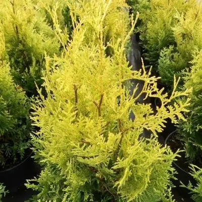 Туя ГОЛДЕН БРАБАНТ западная в Гродно