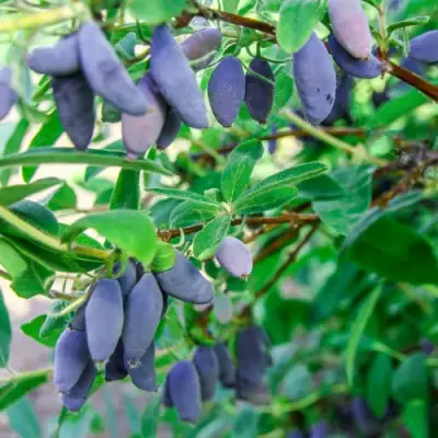 Жимолость съедобная БЛЮ БАНАНА (ГОЛУБОЙ БАНАН) в Гродно