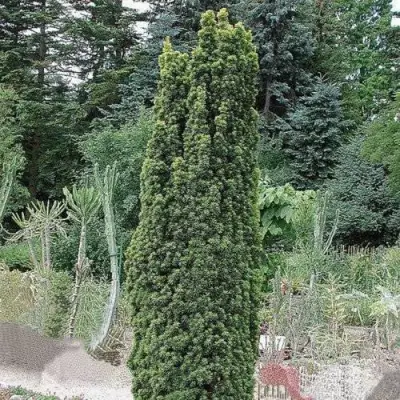 Тис ФАСТИГИАТА РОБУСТА  ягодный  в Гродно