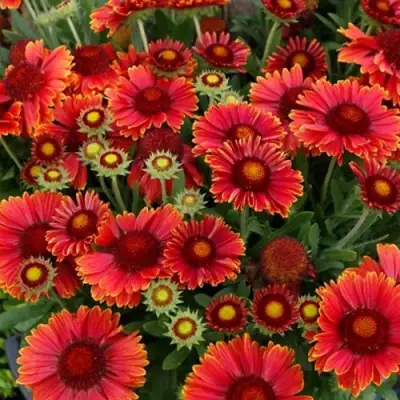 Гайлардия АРИЗОНА РЕД ШЕЙДС в Гродно