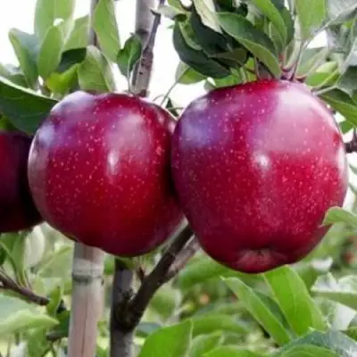 Яблоня РЕД ДЕЛИШЕС в Гродно