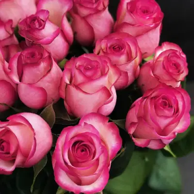 Роза КАРУСЕЛЬ чайно-гибридная в Гродно