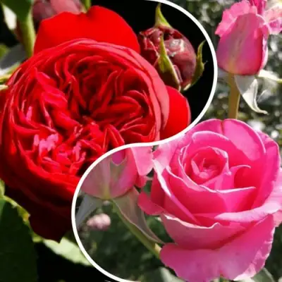 Комплект РОМАНТИЧЕСКИЙ БУКЕТ в Гродно