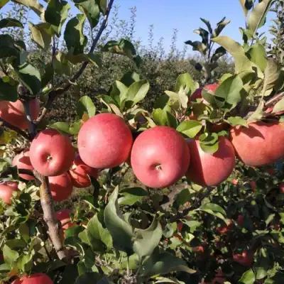 Яблоня ЧЕМПИОН РЕНО в Гродно