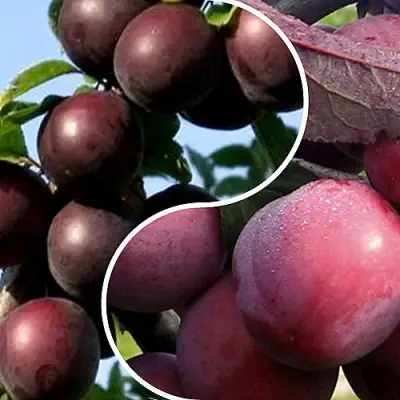 Комплект ИЗЮМИНКА САДА в Гродно