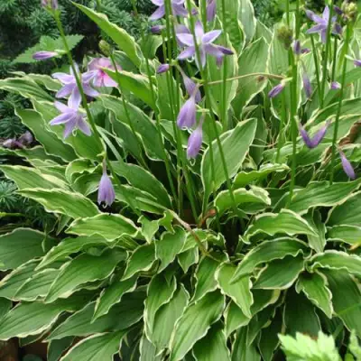 Хоста СТИЛЕТТО гибридная в Гродно