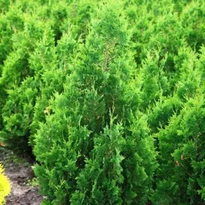 Туя СПИРАЛИС западная в Гродно