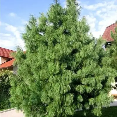 Сосна гриффита в Гродно