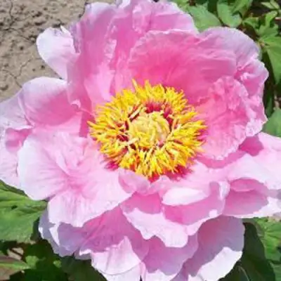 Пион МАРАМАЦУ-ЗАКУРА древовидный в Гродно