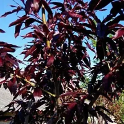 Персик БУРГУНДИ краснолистный в Гродно