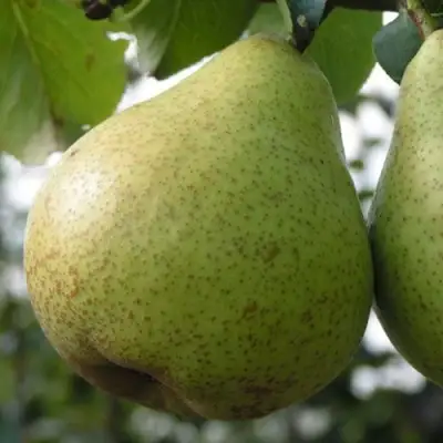 Груша ПЛАТОНОВСКАЯ в Гродно