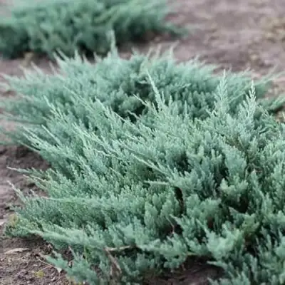 Можжевельник БЛЮ ЧИП горизонтальный  в Гродно