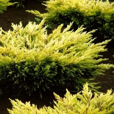 Можжевельник ЛАЙМ ГЛОУ горизонтальный  в Гродно