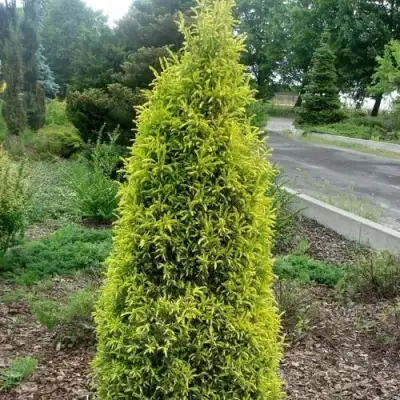 Можжевельник ГОЛД КОН обыкновенный в Гродно