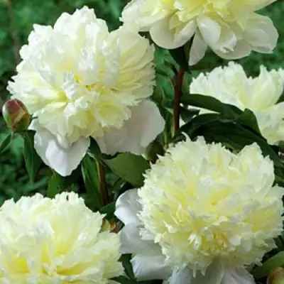 Пион ЛАУРА ДЕСЕРТ травянистый в Гродно