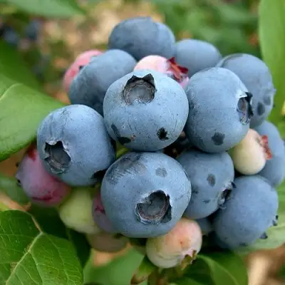 Голубика КОЛЛИНЗ в Гродно