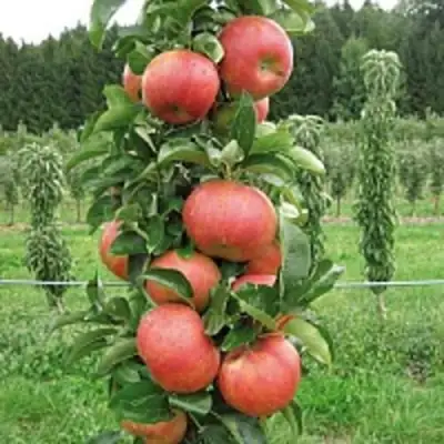 Яблоня ЯНТАРНОЕ ОЖЕРЕЛЬЕ колонновидная в Гродно