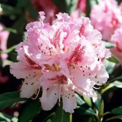 Рододендрон ЧИР в Гродно